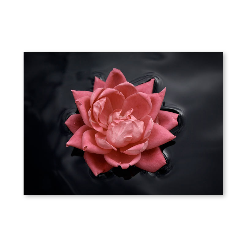 Картина обогреватель «Роза на воде» 60X80 см. (0.5 кВт.)